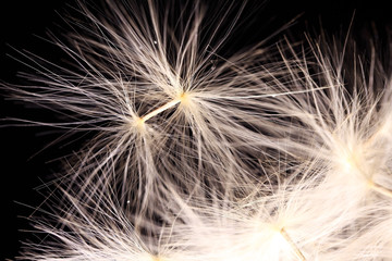 close up of dandelion background.
