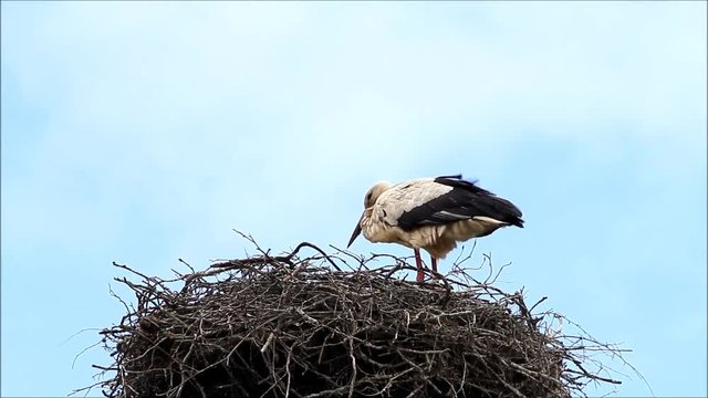 stork on nesting place 
