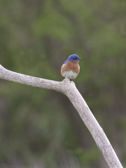 Eastern bluebird Perched Vertical