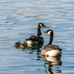 Familie der Kanadagans im Frühling