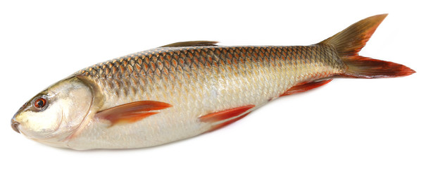 Popular Rohu or Rohit fish of Indian subcontinent