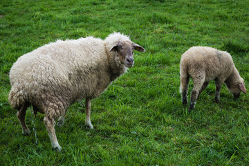 Pinkelndes Schaf mit Lamm