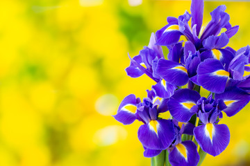 Fleur d& 39 iris violet sur fond jaune.