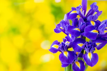 Abwaschbare Fototapete Iris Purple iris flower on the yellow background.
