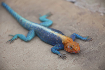Orange Headed Agama Lizard