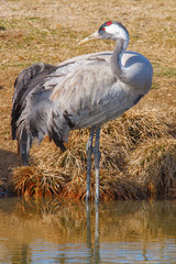 portrait of a crane