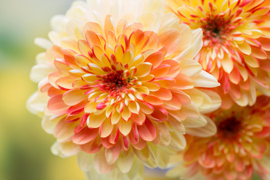 Fototapeta Dahlia flowers close up for yellow background.
