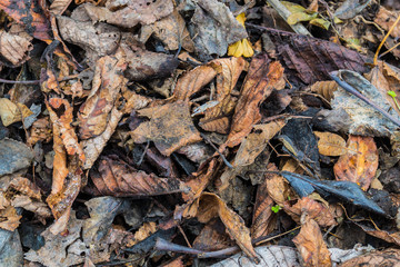 Dry leaves