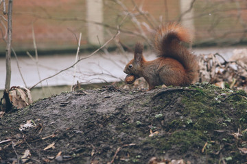 squirrel in autumn forest
