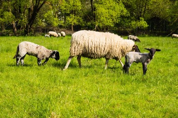 Schafmutter mit Schafbabys