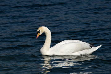 Swan