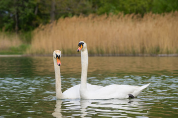 Fototapeta premium Swans on water