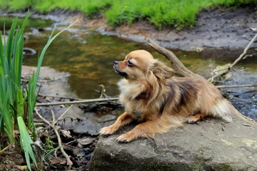 Fotobehang Chihuahua op steen in beekje © Marco de Vries