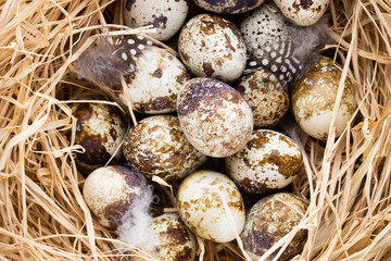 Naklejka na ściany i meble Quail eggs in the nest, a symbol of spring.