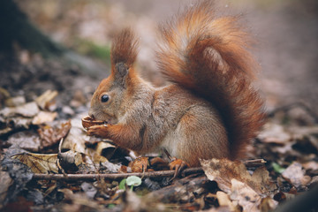 Naklejka na ściany i meble squirrel in autumn forest.