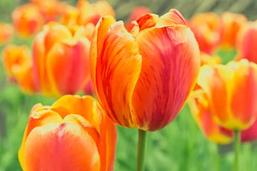 Photo sur Plexiglas Tulipe Red and yellow tulips