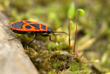 The orange bug reaches for a blade