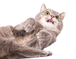 The gray cat lies on a back and licks lips