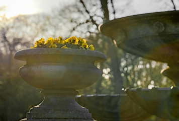 Blumentopf mit gelben Stiefmütterchen an einem Brunnen im Bremer Bürgerpark