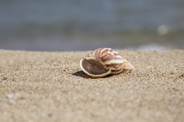 Fototapeta na wymiar summer template with a seashell on sandy beach
