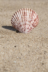 summer template with seashell on sand