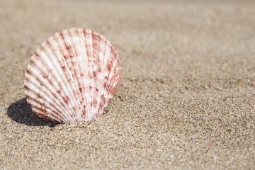 summer template with seashell on sand