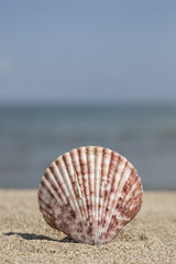Fototapeta na wymiar summer template with seashell on sand