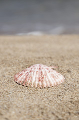 summer template with seashell on sand