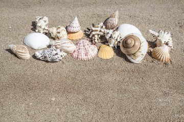 seashells on sandy beach