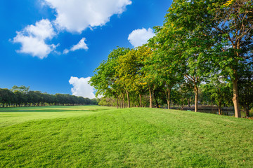 Fototapeta na wymiar Green lawn with tree and blue sky in park