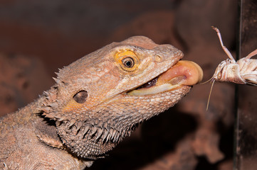 Fressende Bartagame