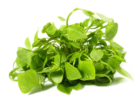 Postelein Salat