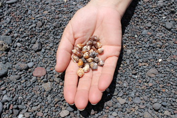 Cogiendo caracolas en la playa