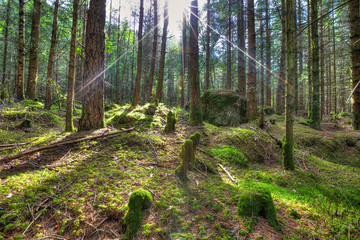 A forest with a layer of moss on the ground in the sunlight.