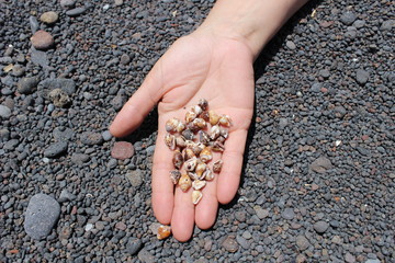 Cogiendo caracolas en la playa