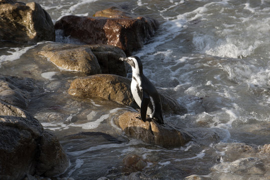 African penguin at Betty's Bay in the Western Cape South Africa