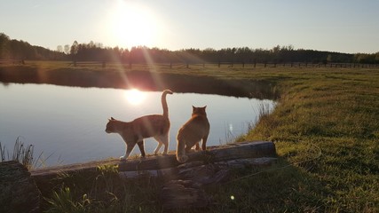 Koty, zachód słońca