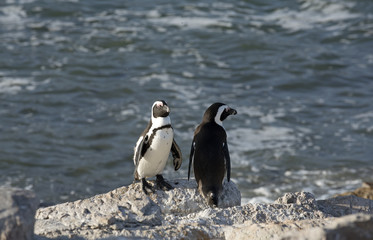Naklejka premium African penguins at Betty's Bay in the Western Cape South Africa