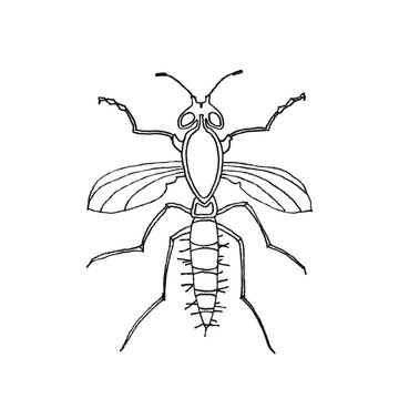 Ink illustration of an insect