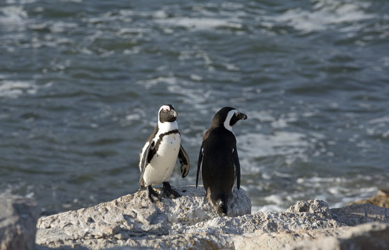 African penguins at Betty's Bay in the Western Cape South Africa