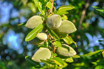 Almond tree branch with green nuts and leaves.