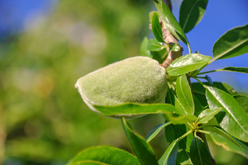 Branch of an almond tree with one green nut.