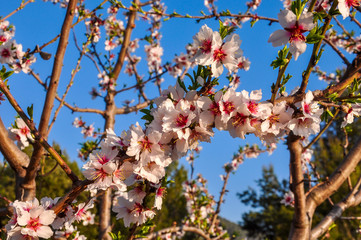 Almond tree in full bloom.