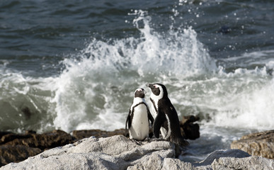 Obraz premium African penguins at Betty's Bay in the Western Cape South Africa