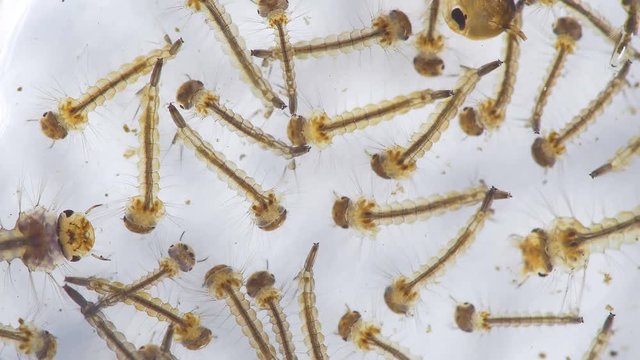 Mosquito Larvae Aedes aegypti Seen With 15x Magnification. Transmits Zika Virus, West Nile, Chikungunya virus and Malaria