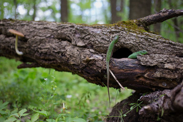  Green lizard in the wild.