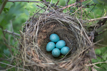 Bird's nest in natural habitat.