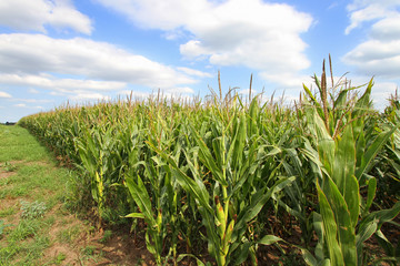 Corn field