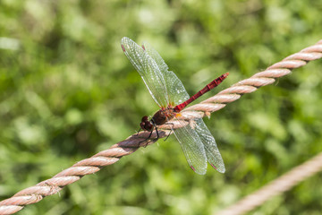 Sympetrum sanguineum, Ruddy darter dragonfly from Germany