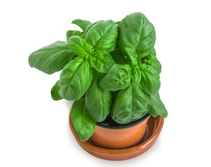 Flowerpot with basil on white.